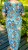 IMG_6509.jpeg